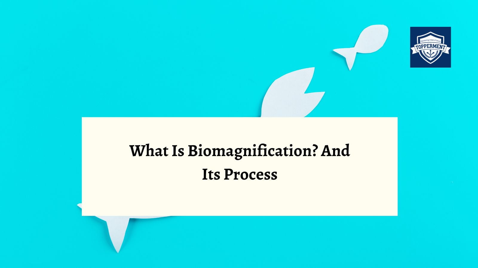 What Is Biomagnification And Its Process?-TopperMent