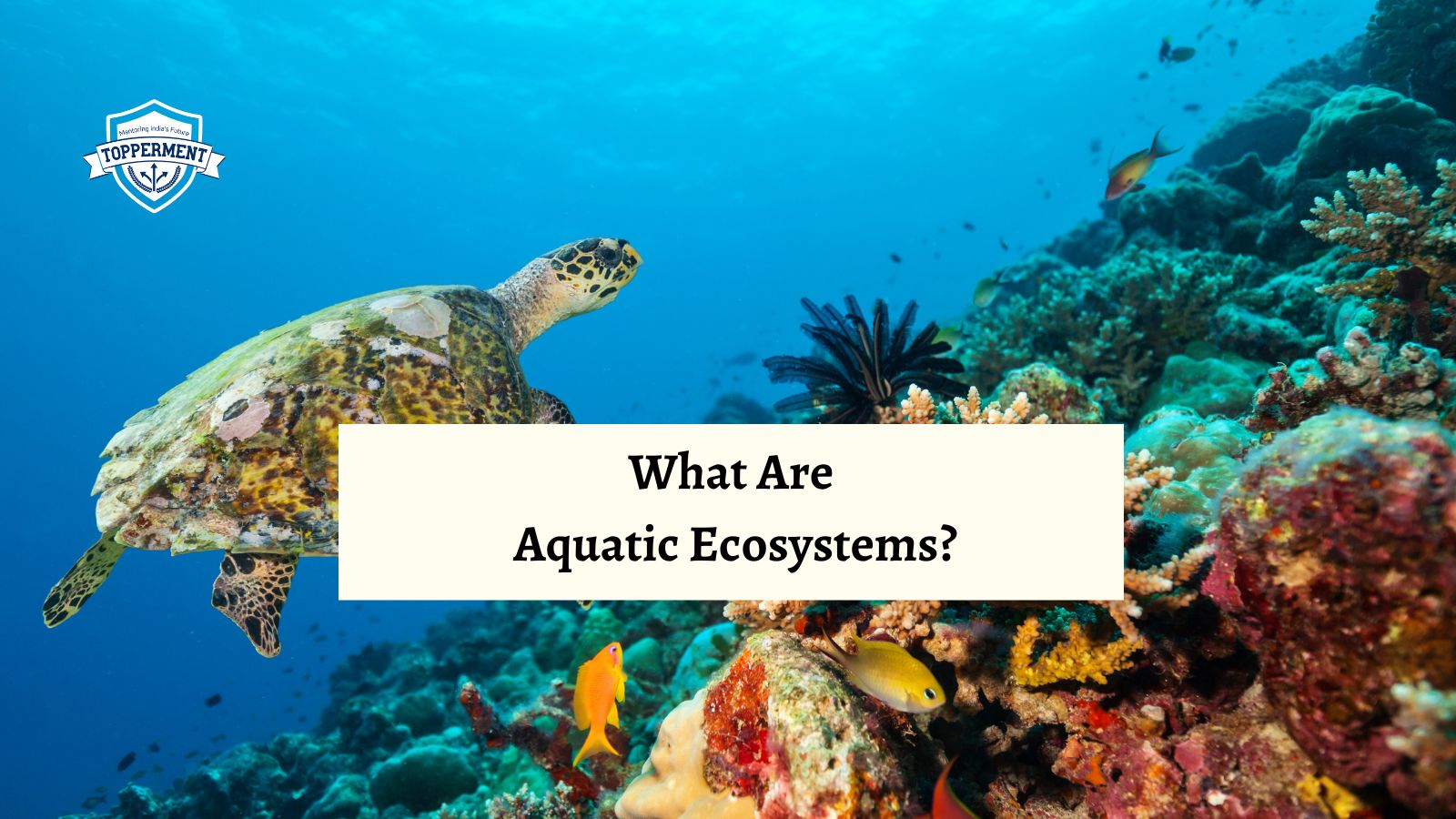 What Are Aquatic Ecosystem? | Best UPSC IAS Coaching For Mentorship And Guidance